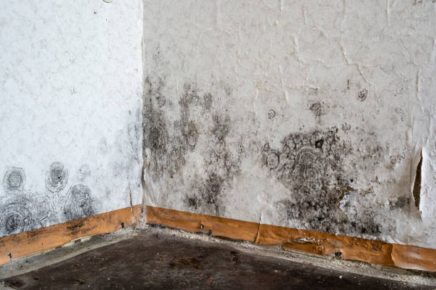 Best Mold Removal Company Near Me  in Portage, MI